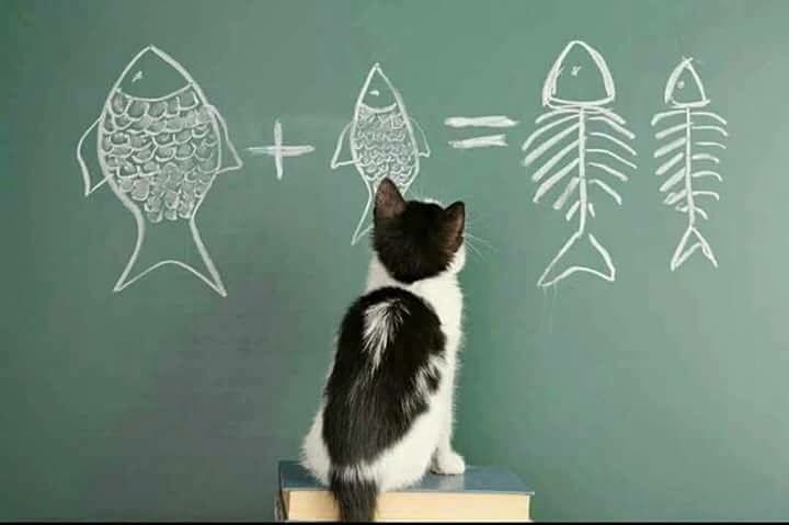 GatoDelInternet's tweet photo. Somos muy inteligentes. https://t.co/CJ7cloLP0h