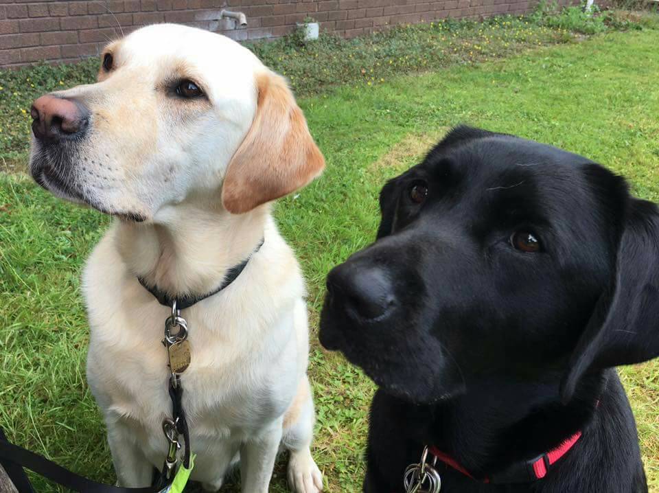 Ian J. Thomson tweet media