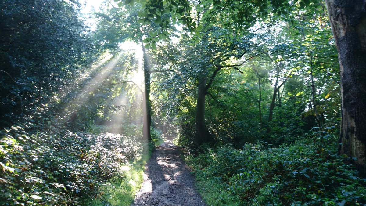 KatEllis37's tweet photo. #Autumn sunshine on #HadleyCommon https://t.co/ssYCcxFCAc