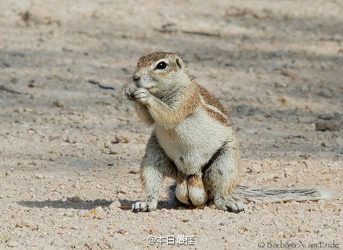 ケープアラゲジリス えーーー！