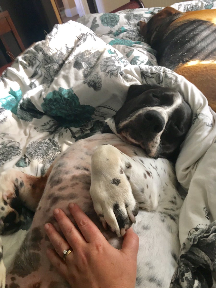 HarrisKeri's tweet photo. @codylong59 @JoleeMockler @Berti_and_Ernie @dogcelebration Morning belly rubs, essential start of the day. #happyhound https://t.co/BUwmnHaNvW