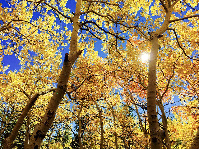 bardofely's tweet photo. #HelloSeptember the night air's turning cold, and on the trees the leaves are turning gold! (#poetknowit!) https://t.co/GyhPJa6bV9