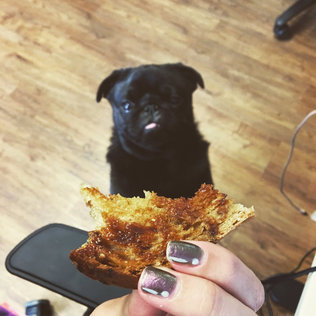 JoyceBrabban's tweet photo. This bub wants something.... #cutedogo #workdogo #pug https://t.co/wadroHAKiC