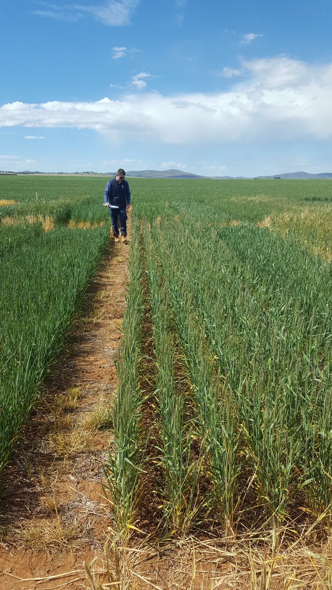 kentonp_ag's tweet photo. Booleroo @GRDCSouth early sow trial Mar 16 (#notmay) early head emergence looking a good spot to be...for now. very frosty @agronomeiste https://t.co/5Nusclvolt