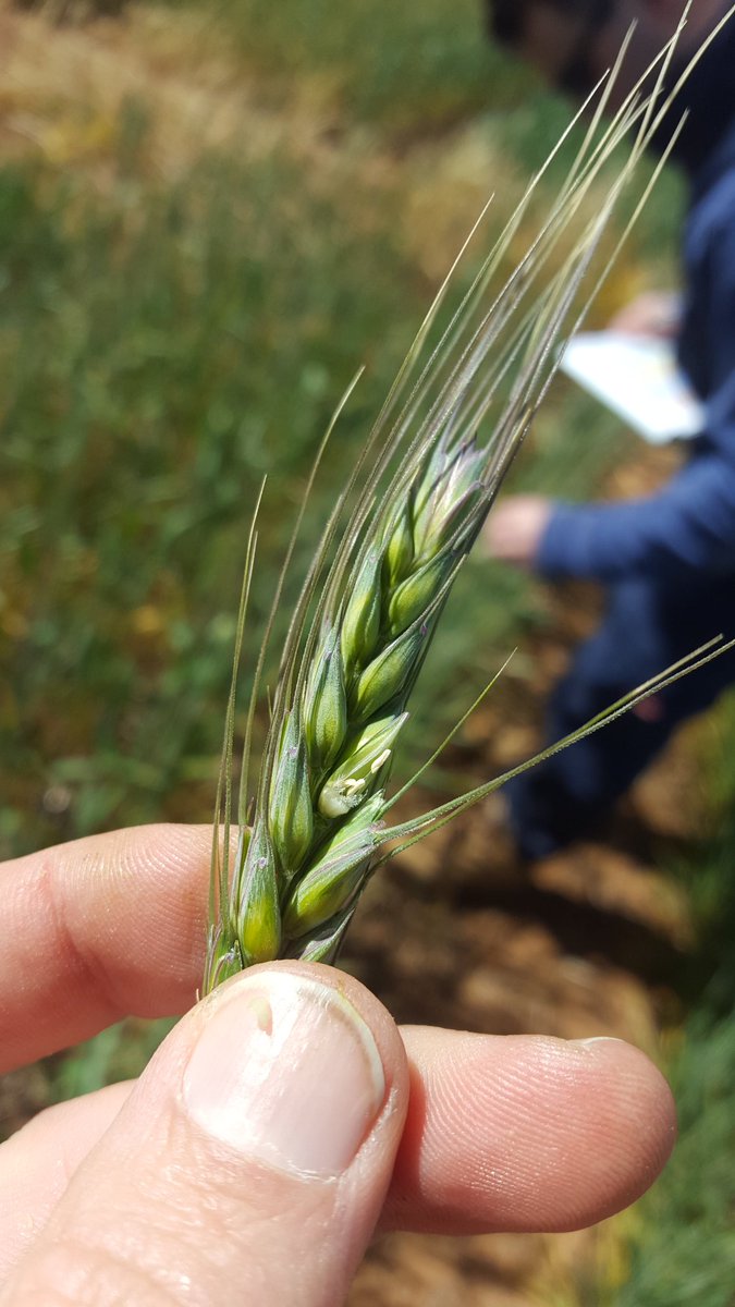kentonp_ag's tweet photo. Booleroo @GRDCSouth early sow trial Mar 16 (#notmay) early head emergence looking a good spot to be...for now. very frosty @agronomeiste https://t.co/5Nusclvolt