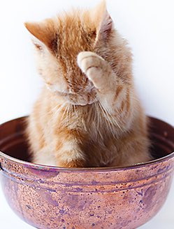 My #Gorgeous 11 week old #Kitten Teddy ❤️