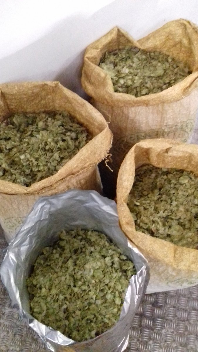 acornshandy's tweet image. Ernest hops. #newIPA  #charlesfaram