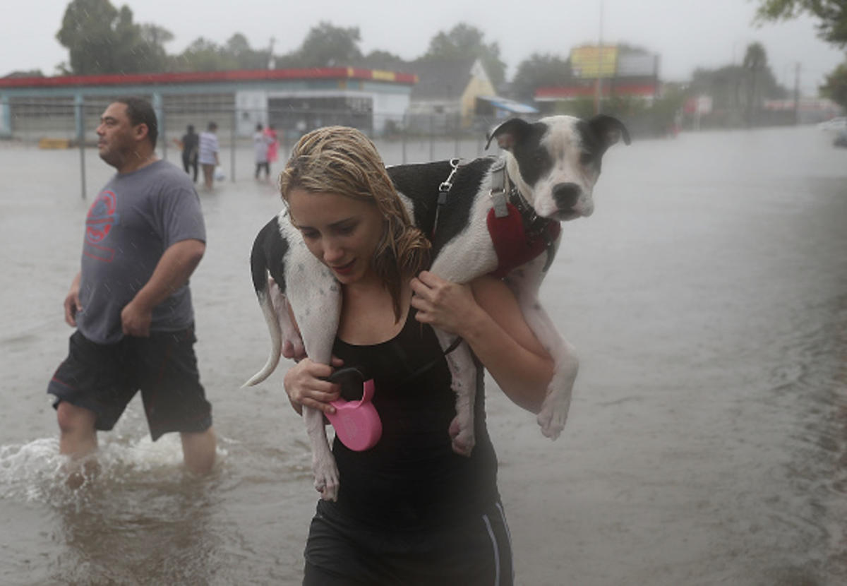 ajfendercincy's tweet photo. Bay Area Group Helping Rescue Shelter Animals Out of Texas #texas #hurricane #harvey #rescue #houston#dog#dogs #pets https://t.co/H32zlwwXwh https://t.co/B7DyJFwFSo