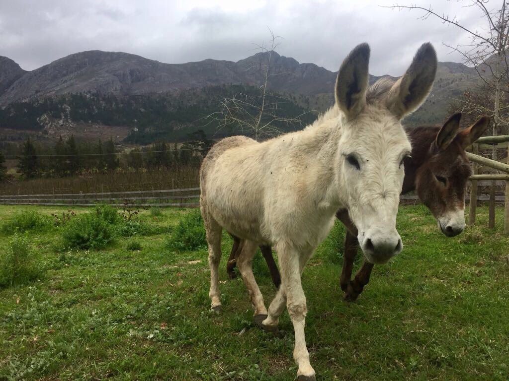 farmsanctuarysa's tweet photo. What did the donkey say when you was cut off?...."Hee-haw"-nked!😜😄 So many reasons to smile when you're a donkey at @farmsanctuarysa #Happy https://t.co/QQffoRpxFj