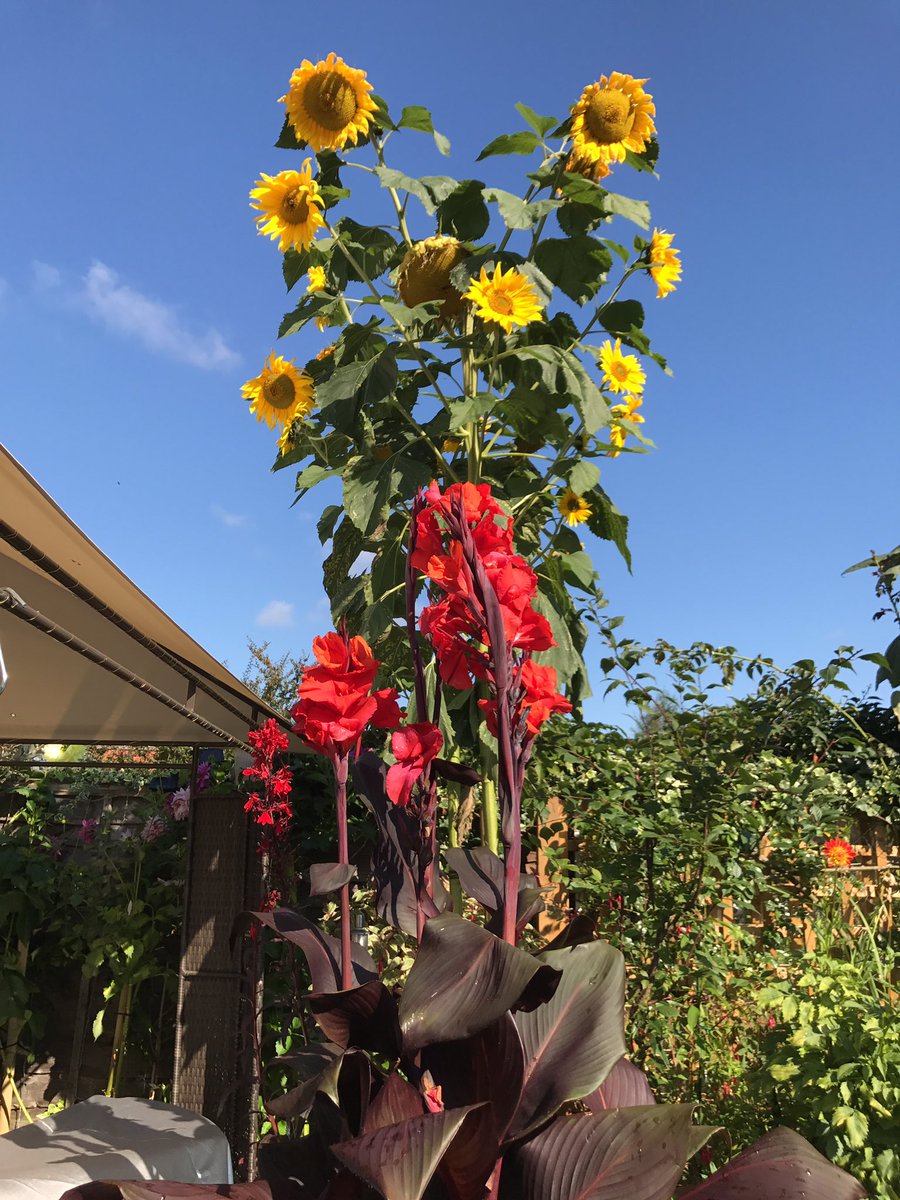 RedwoodBooking's tweet photo. Our sunflowers are amazing this year. They can be seen over the gardens neighbours love them  @TheCropClub #GrowandShow @imagovenues https://t.co/0SK5IxchsP