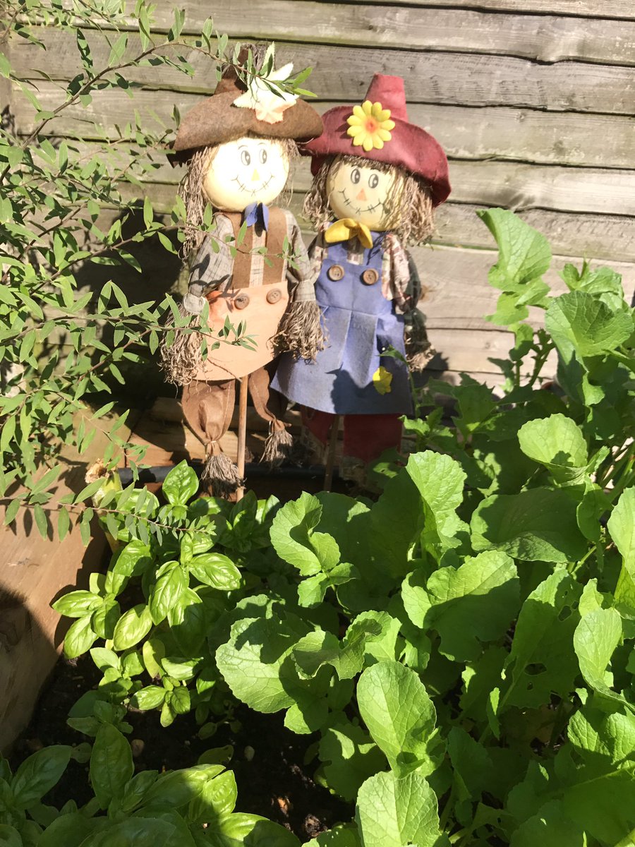 RedwoodBooking's tweet photo. Basil update - doing very well. Making lots of pesto and very nice on our pasta. @imagovenues #GrowandShow. @TheCropClub https://t.co/iKkyoQwJID