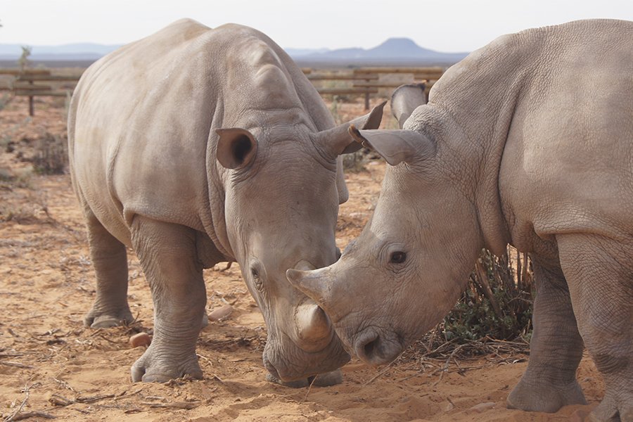 rhinoprotect's tweet photo. "If having a soul means being able to feel love &amp; loyalty and gratitude, then animals are better off than a lot of humans." James Herriot https://t.co/2pDwIdG42Q