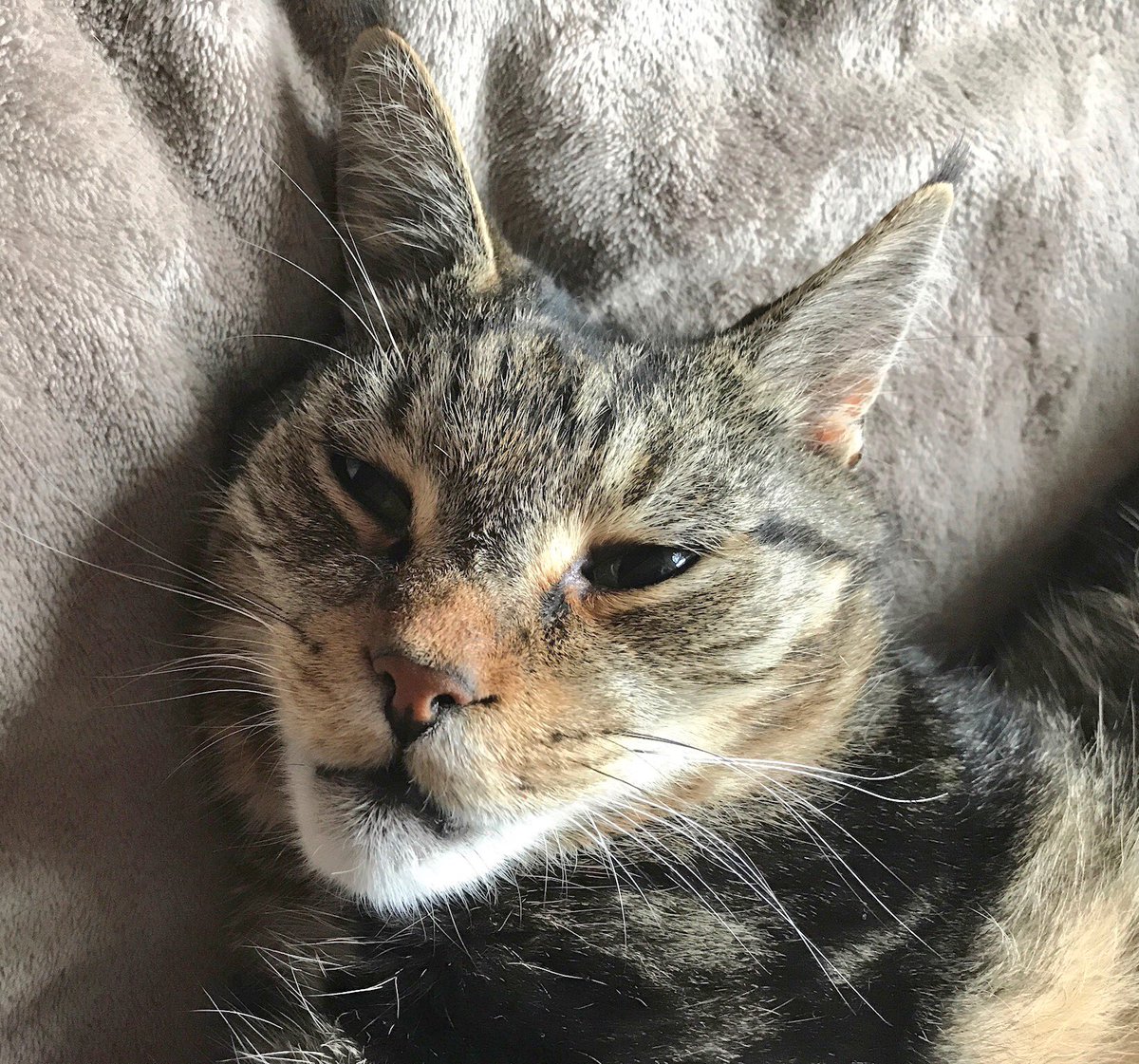 leo_thetabby's tweet photo. Deep in thought 💭....... https://t.co/utq7q9qVtO