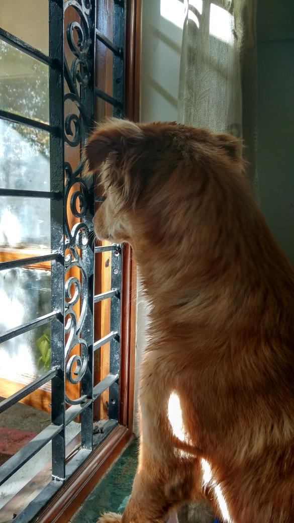 SawalkarAnkit's tweet photo. @dog_rates her name is hachi and she does all the things that makes her a bad doggo... https://t.co/JWRlNUkRpy