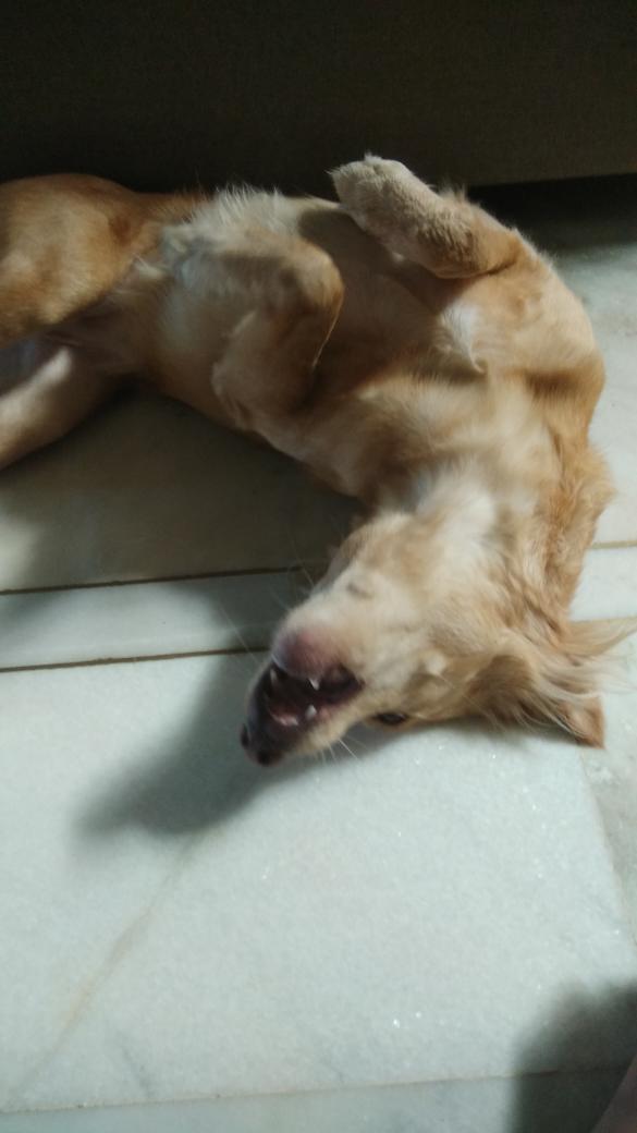 SawalkarAnkit's tweet photo. @dog_rates her name is hachi and she does all the things that makes her a bad doggo... https://t.co/JWRlNUkRpy