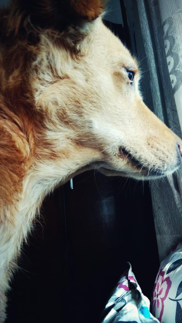 SawalkarAnkit's tweet photo. @dog_rates her name is hachi and she does all the things that makes her a bad doggo... https://t.co/JWRlNUkRpy