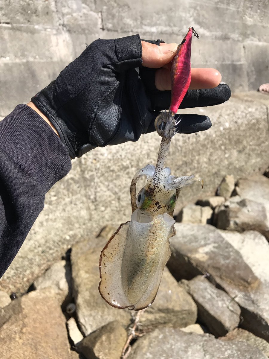 namatamanama's tweet photo. 眠れないから秋の新子を見に海へ。まだまだ小さなコロッケサイズですが初物ありがたくいただきます♪♪ (^_^)
#アオリイカ #秋の新子 #烏賊 #イカ #squid #calamari #cattlefish #エギング #餌木 #エギ https://t.co/YO1wcbeZgb