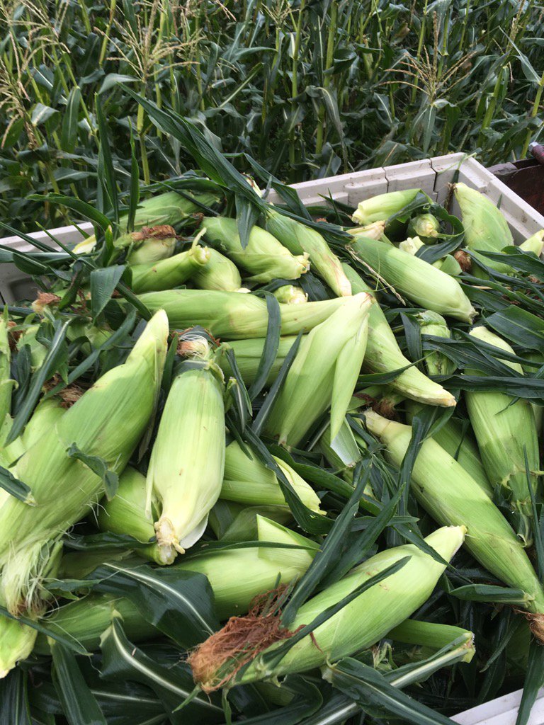 LFM_Chris's tweet photo. The best way to get amazing corn...get it fresh. Every morning we pick what we will sell during the day. @LFM_Susan https://t.co/KdvHfMfQ71