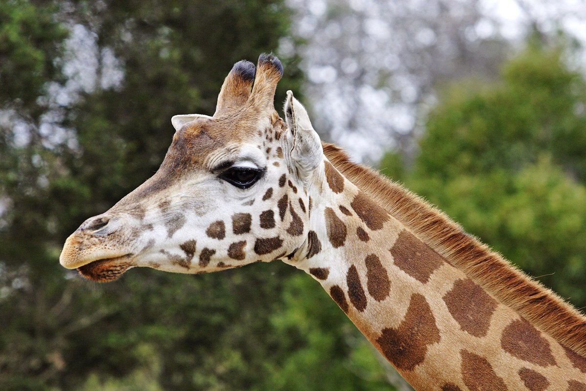 AvoMinecraft's tweet photo. #AvosFacts
When first discovered, biologists thought that the #Giraffe was a cross between the #leopard and the #camel!
Err - no
@DNR_CREW https://t.co/0CQHtUwUes