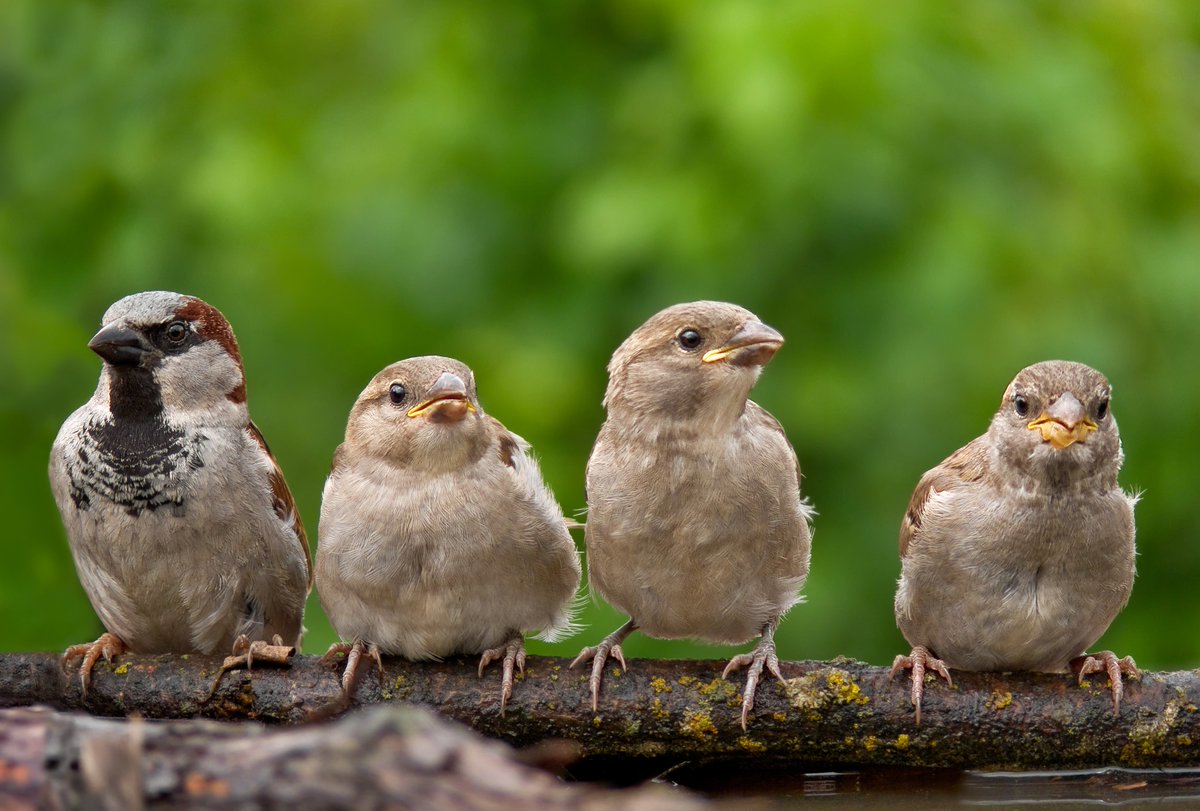 vogelnieuws's tweet photo. Vogelvide: redding van de huismus? Hoe meer vogelvides, hoe meer mussen; dus verspreid het woord! 👍
https://t.co/cQD4W5ymL3 @huismus030 https://t.co/7ClPfTw4C4