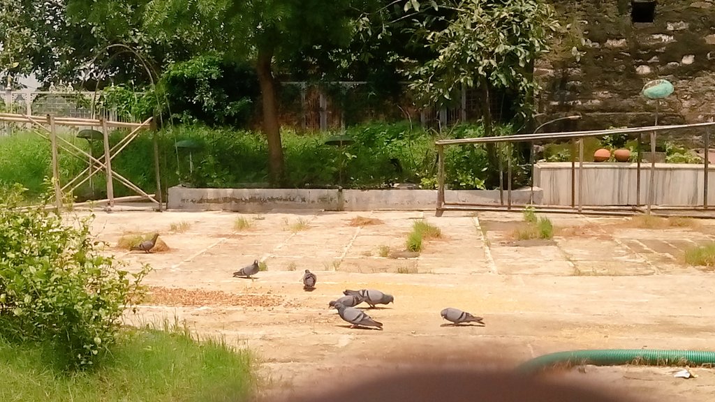 ''खुदा इन परिंदों की उम्र-दराज करना ..? 
इनका आस-पास होना भी इश्क़ जैसा है!
#yogyta