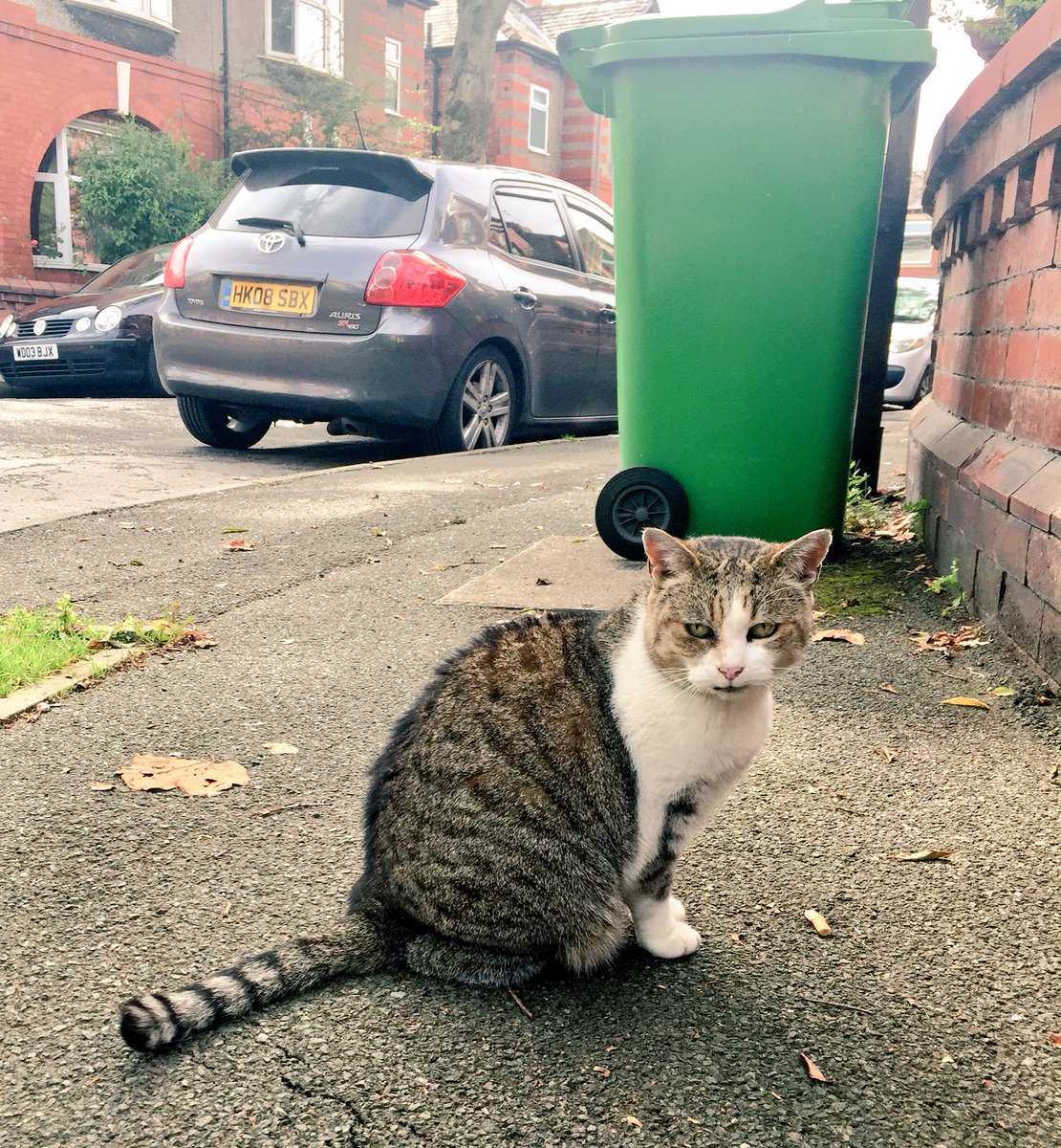 lauriepink's tweet image. .@catsoflevy 
Masterful. 
Elton Avenue