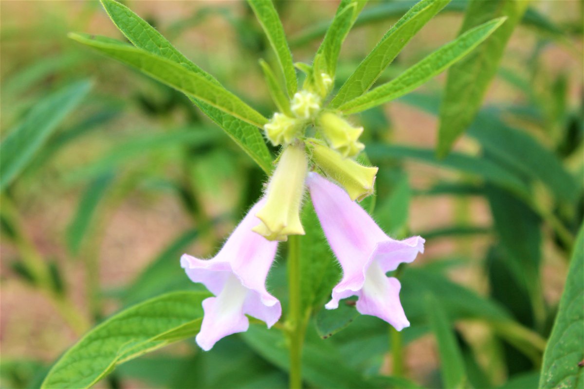 Vtifカスタマイズ 花写っと ゴマの花 胡麻 ゴマ の花言葉 救護 たくましく生きる あなたのために歌う なんとゴマ の花は誕生花の日が無いのです 胡瓜やオクラだって誕生花の日があるのになぁ 白い花は白ゴマと金ゴマ 淡紅色の花は黒ゴマだそう