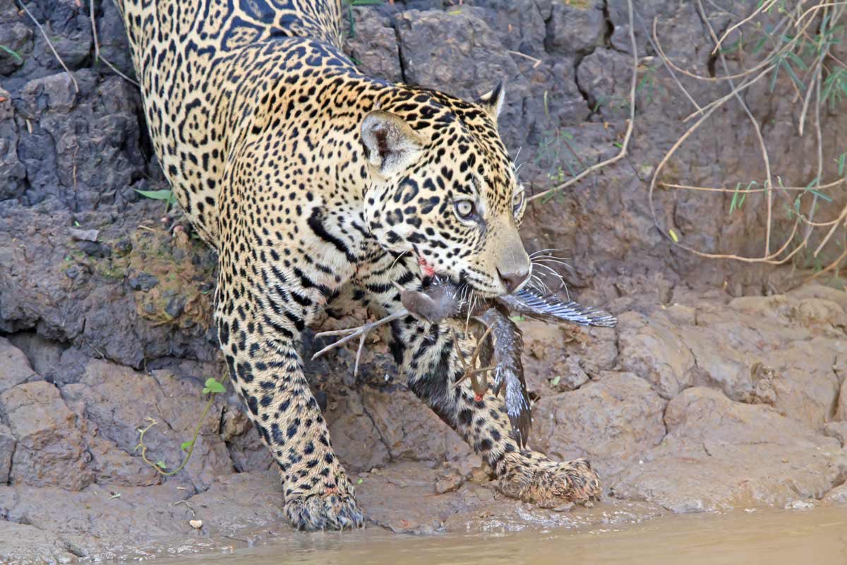 Game Day! Opportunity to go 1-0. Almost time to hunt.