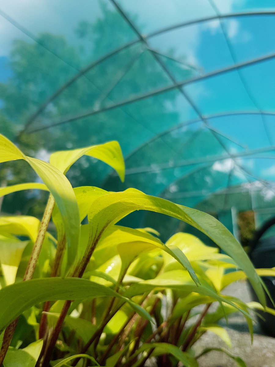 SiennaHosta's tweet photo. Our baby 'Designer Genes' ready for potting #siennahosta #hostas #hosta #mailorderplants #microprop #shadeplants #ukhostas #designergenes https://t.co/a3Gyoa8jBH