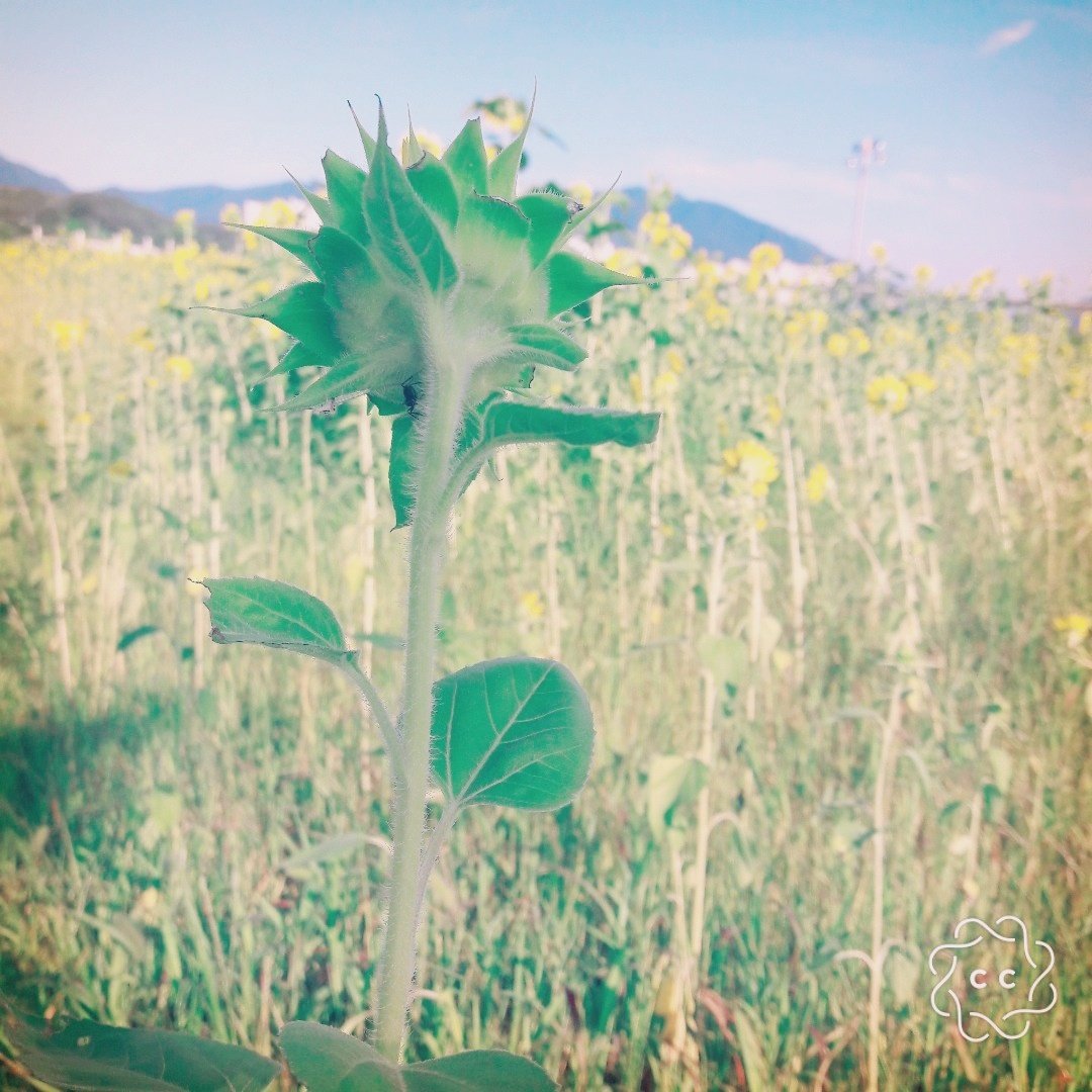 merrynsun's tweet photo. 9월 - 해바라기 들판에서
"넌 할수있어.."

#9월 #구월 #가을 #시작 
#평안 #평화 #해바라기 
#peace #friday #holiday 
#september #hello #pray #jesus #평화롭다 #자유 
#free #can https://t.co/yCVDTPpHLt