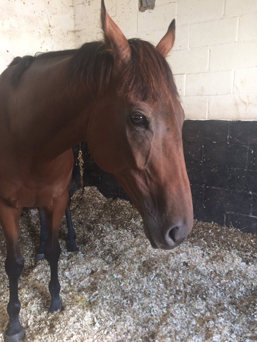 Getting Shining Romeo checked out today after a disappointing run yesterday