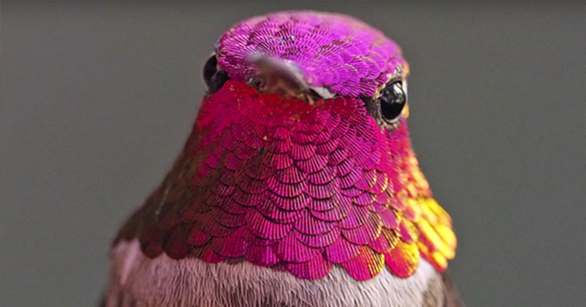 boredpanda's tweet photo. Woman Develops Bond With Over 200 Hummingbirds, Now They Complain If She’s Late To Feed Them (7 Pics): https://t.co/r7vEwS0mD3 #friendship https://t.co/TWIclDJ5xJ