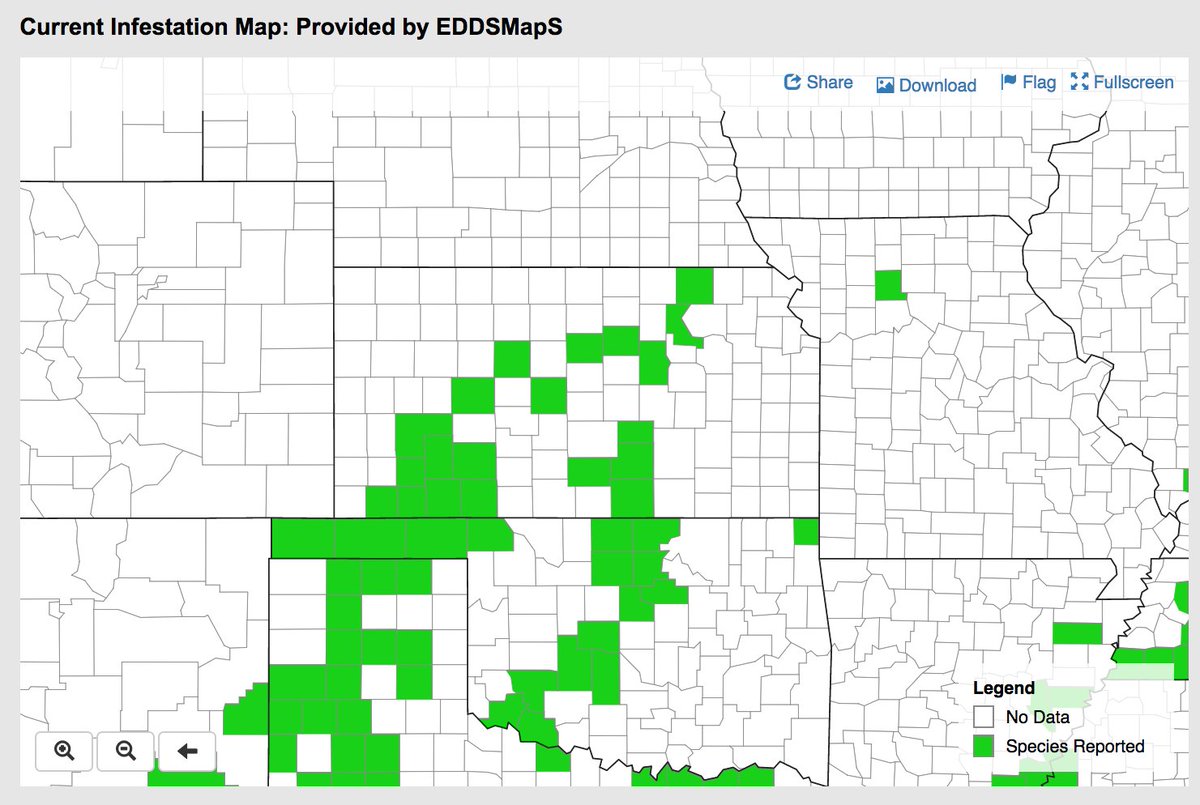 myFieldsMobile's tweet photo. Sugarcane aphid was detected in new KS counties this week. Scout early, scout often; see more here: https://t.co/1bO0fVVvYp https://t.co/qOoKut7VOZ