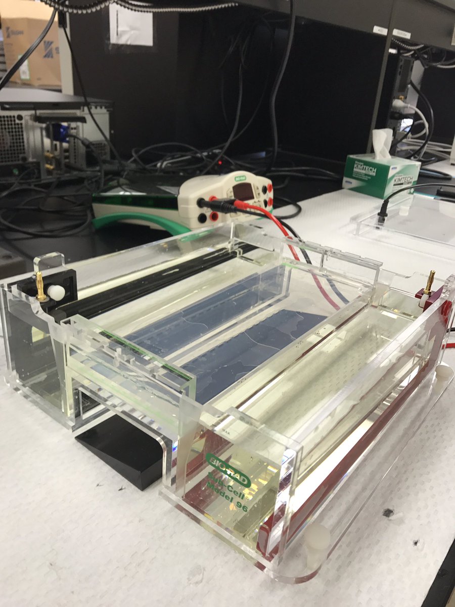 USMPhillipsLab's tweet photo. On Fridays we like to run...run gels that is! @helenkweber #gelmaster https://t.co/lBfEgQfdnN