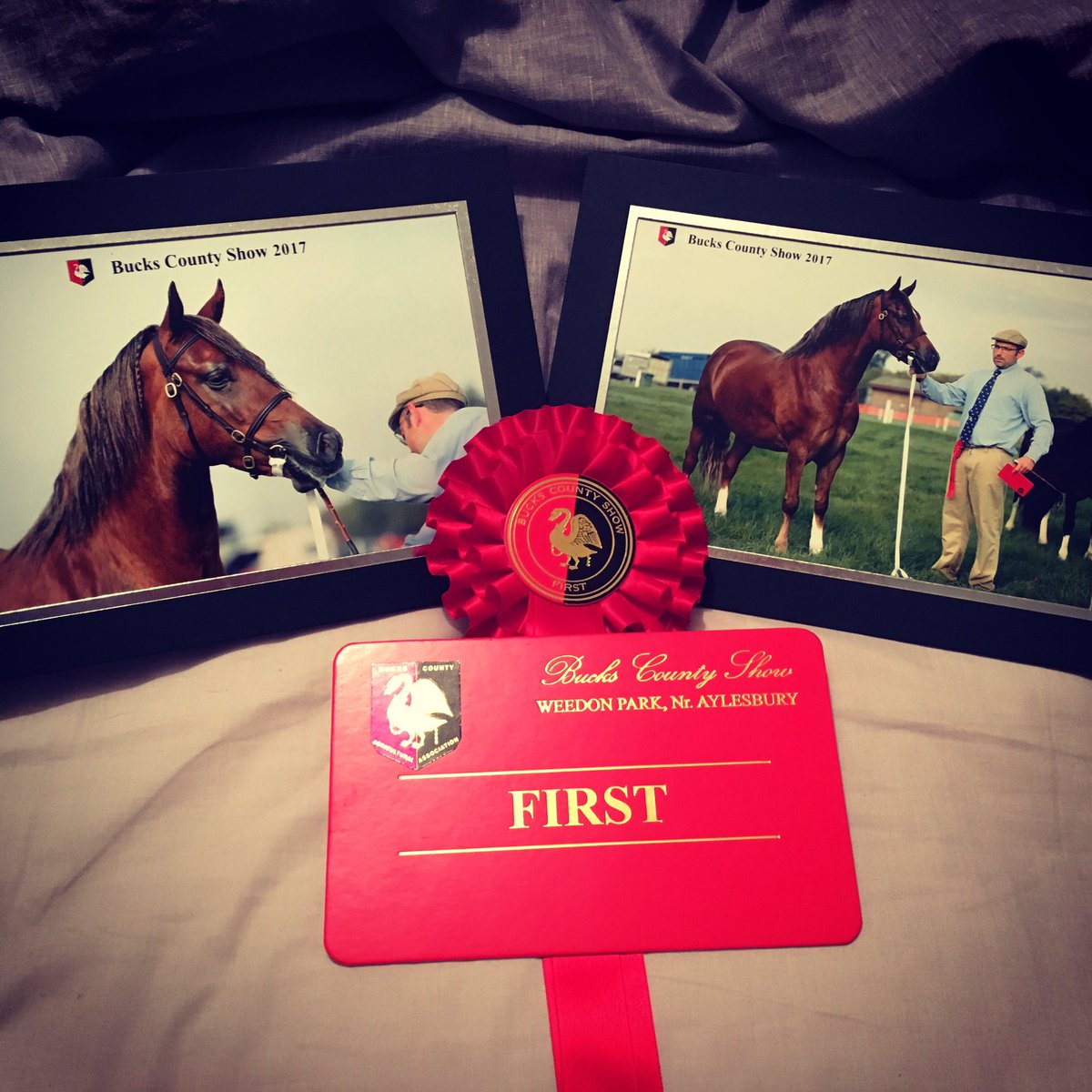 S_Marathon's tweet photo. Very proud of our boy yesterday @buckscountyshow winning the youngstock Welsh C&amp;D class 💙 https://t.co/g524iAQ5O3