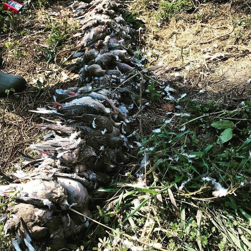 17 man group, Thanks Outdoor Addicts for the amazing guided hunt. Limit reached! #dove #dovehunting #shotgun #hunt… ift.tt/2gpuuJX