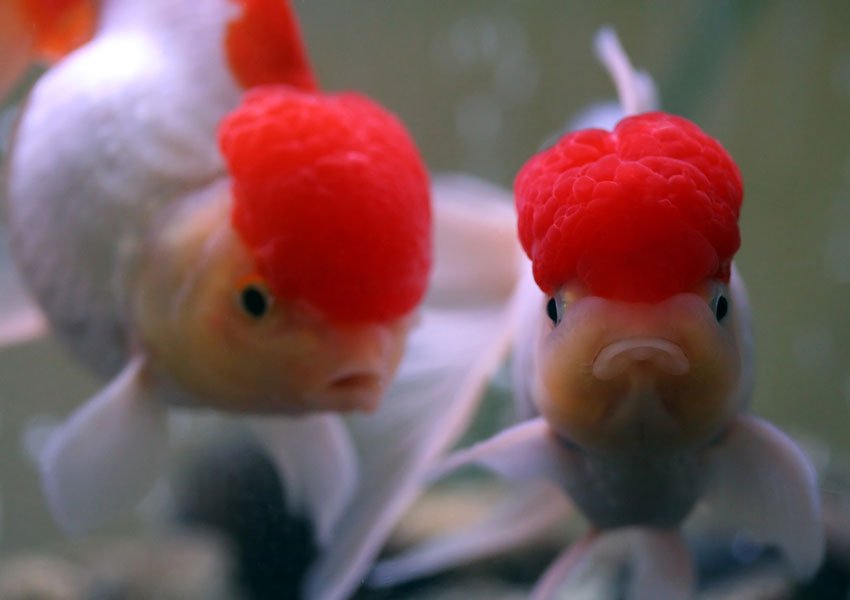 SomethingFishy_ tweet picture