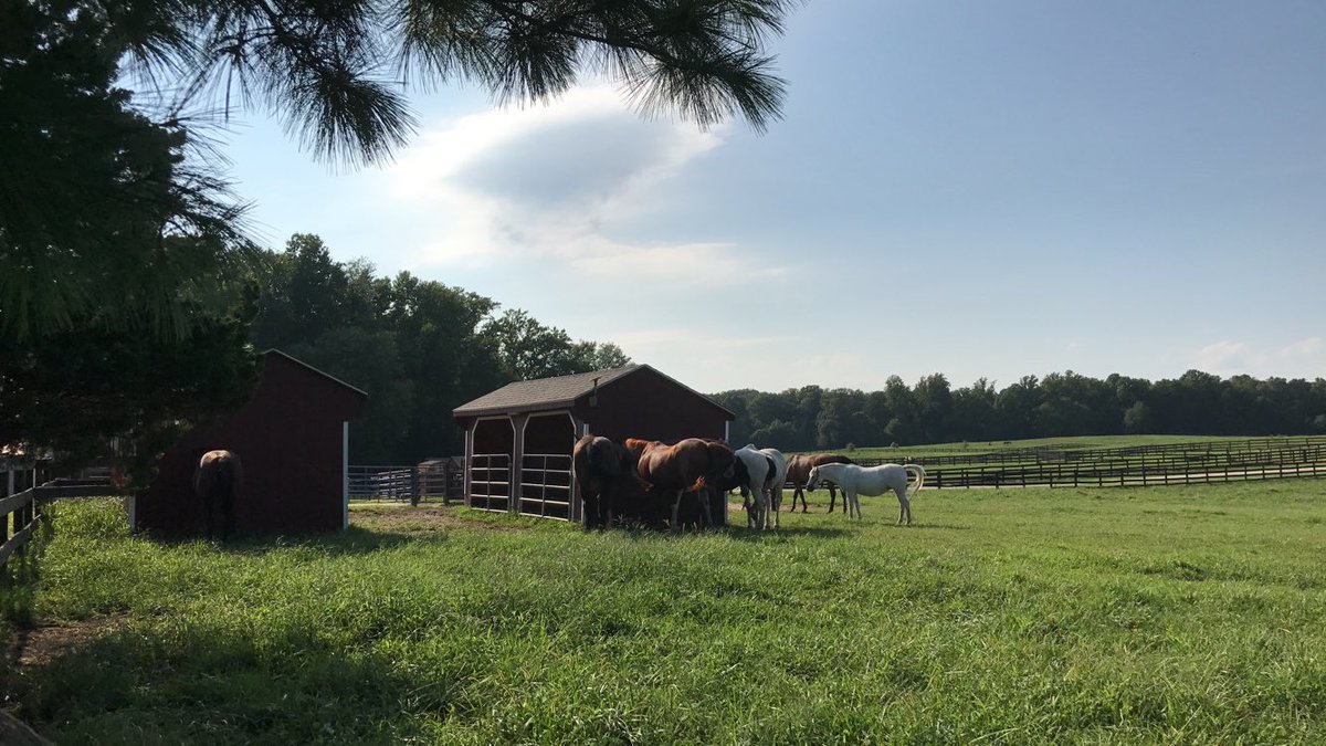 HyblaK's tweet photo. Kindergarten started off the year with some team bonding at Meadowood Stables. We also celebrated our fabulous ESOL teacher's birthday!! https://t.co/LVC4FoAWGn