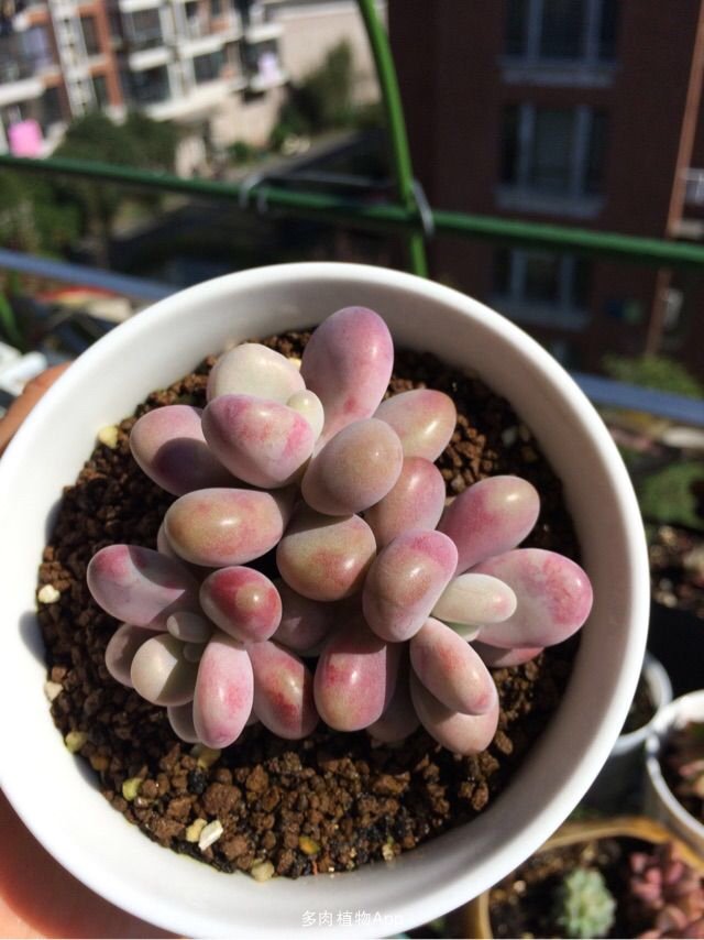 Twitter এ Hui Fen Dong 多肉植物百科 桃之卵 Graptopetalum Amethystinum 别名 桃蛋 原文 T Co Braidgs9ie 分享自 多肉植物app 免费安装 T Co Lok4kkpoh7 T Co 2bku0fgtoc ট ইট র Twitter এ Hui Fen Dong 多肉植物百科 桃之卵 Graptopetalum Amethystinum 别名 桃蛋 原文 T Co Braidgs9ie 分享自 多肉植物app 免费安装 T Co Lok4kkpoh7 T Co 2bku0fgtoc ট ইট র