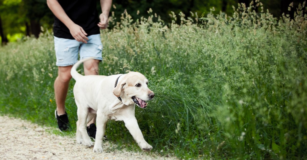 DurhamHealth's tweet photo. DYK? Ticks cannot jump or fly. They climb onto tall grass/bushes to wait to attach themselves to people & animals. #Lymedisease #targetlyme https://t.co/JqHxNfrjP8