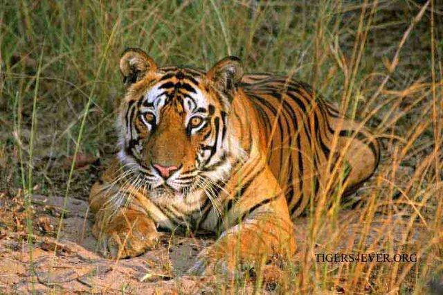 Here's a gorgeous gingery cat on #gingercatappreciationday 😀 please save him from poachers &amp; donate to our campaign  wildcrowd.org/campaigns/deta…