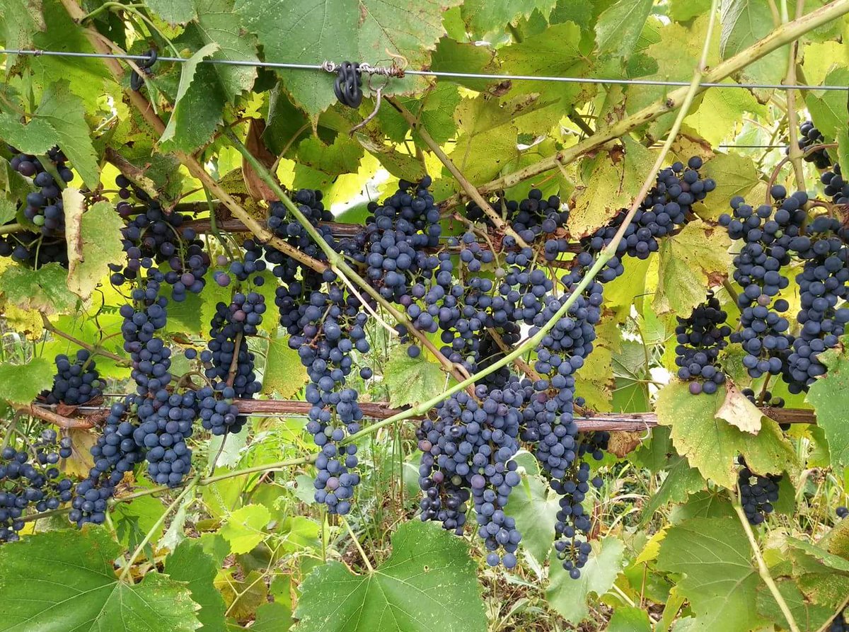 LaceyEstates804's tweet photo. 2017 Baco bumper crop! #countyup #pecweekend @PECWines @NicoleKarkic #shareyourweather https://t.co/lzd1kRC64L