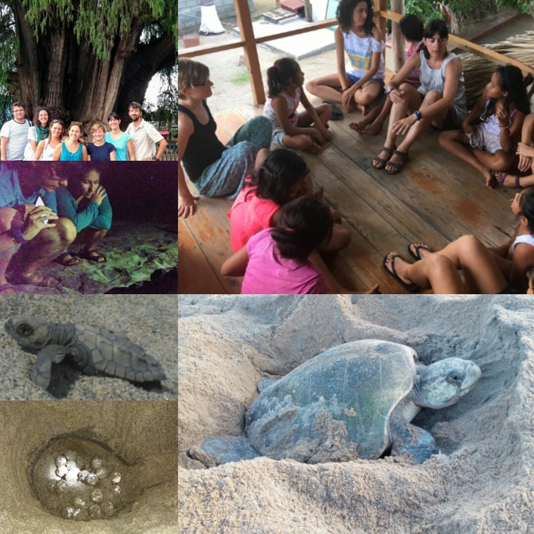 _AOliver_'s tweet photo. Muchas gracias @KowabungaEco por esta experiencia inolvidable!
#tortugas #ecoturismo #educacionambiental https://t.co/c57povsznY