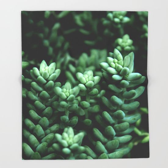 VanessaGF0's tweet photo. Succulent plants Throw Blanket by VanessaGF https://t.co/RposSvSdYd #photography #succulent #plants #nature #leaves #blacket #homedecor https://t.co/GtniQdUpPy