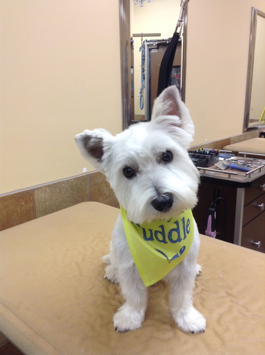 #westiedays