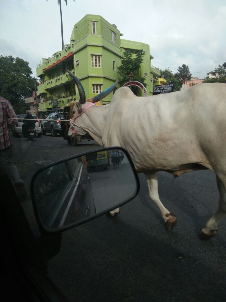 ShreeRaamaa's tweet photo. Look at all these. Mostly Govt must b supporting slaughtering 4 vote @CMofKarnataka @INCIndia
#MissingCows
@girishalva @balasbhat
1 https://t.co/s1lcxxPDs2