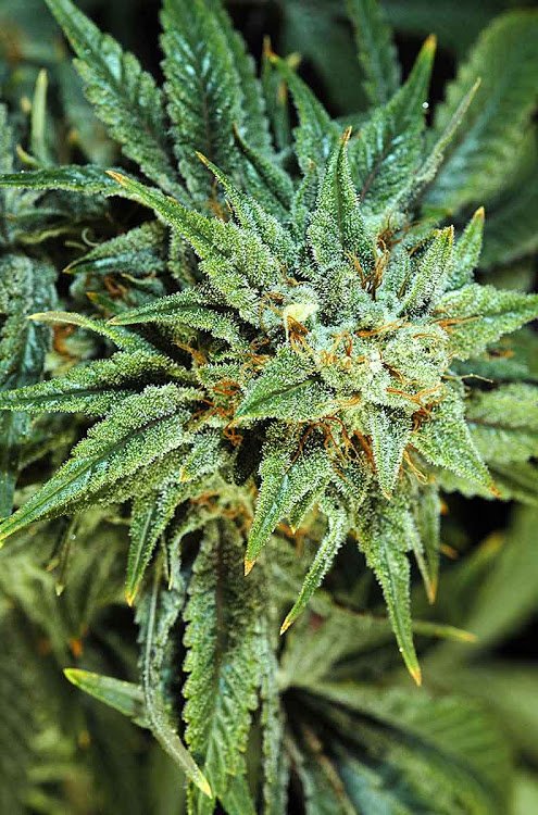 It's Fryhighday and I'm so ready for this girl.
Make it a good one #stonerfam
#FridayFeeling