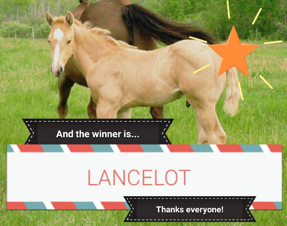 HorseCentric (@horsecentric) on Twitter photo 