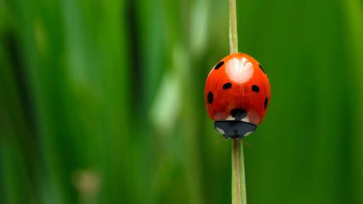 Hansolo1964's tweet photo. @TheJediMum Good morning! Happy #ladybugday ! https://t.co/h4r4ECOcfP