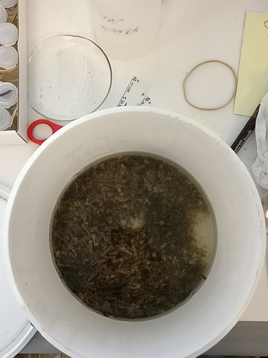 mat_pace's tweet photo. Identifying invertebrates from the Clyde Sea is bucket-loads of fun! How many hours will this one take? https://t.co/FHn9RAfXTB